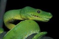 /album/photo-gallery-significant-fauna/green-python-morelia-viridis-iron-range-jpg1/